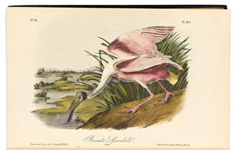 (BIRDS.) John James Audubon. The Birds of America.
